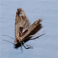 Crocidosema plebejana at Turner, ACT - 25 Sep 2025 07:52 PM