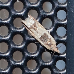 Crocidosema plebejana at Turner, ACT - 25 Sep 2025 07:52 PM