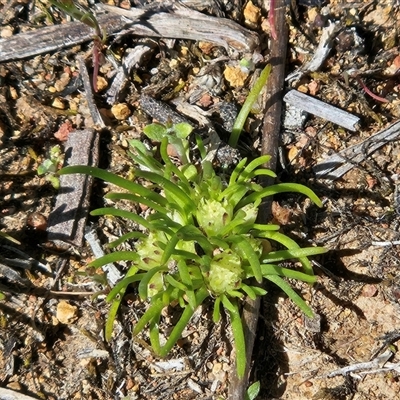Isoetopsis graminifolia (Grass Cushion Daisy) at Whitlam, ACT - 27 Sep 2025 by sangio7