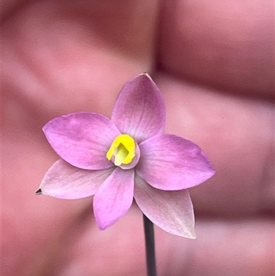 Thelymitra carnea (Tiny Sun Orchid) at Vincentia, NSW - 27 Sep 2025 by Clarel