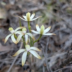 Caladenia ustulata (Brown Caps) at Denman Prospect, ACT - 27 Sep 2025 by Rebeccajgee