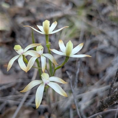 Caladenia ustulata (Brown Caps) at Denman Prospect, ACT - 27 Sep 2025 by Rebeccajgee