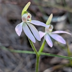Caladenia carnea (Pink Fingers) at Denman Prospect, ACT - 27 Sep 2025 by Rebeccajgee