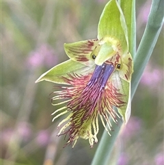 Calochilus campestris (Copper Beard Orchid) at Vincentia, NSW - 27 Sep 2025 by Clarel