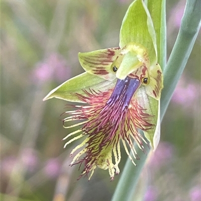 Calochilus campestris (Copper Beard Orchid) at Vincentia, NSW - 27 Sep 2025 by Clarel