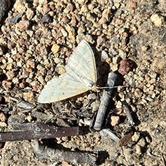 Scopula rubraria (Reddish Wave, Plantain Moth) at O'Malley, ACT - 27 Sep 2025 by Mike