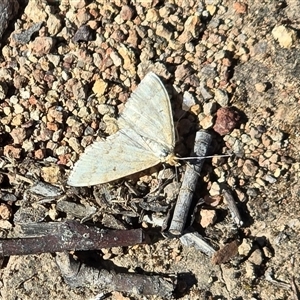 Scopula rubraria (Reddish Wave, Plantain Moth) at O'Malley, ACT - 27 Sep 2025 by Mike