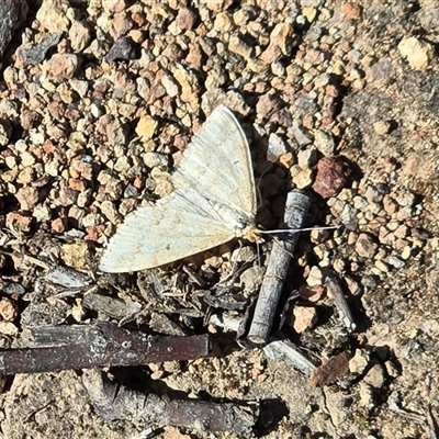 Scopula rubraria (Reddish Wave, Plantain Moth) at O'Malley, ACT - 27 Sep 2025 by Mike