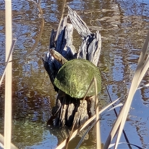 Chelodina longicollis (Eastern Long-necked Turtle) at O'Malley, ACT - 27 Sep 2025 by Mike