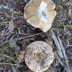 Unverified Cap on a stem; gills below cap [mushrooms or mushroom-like] at O'Malley, ACT - 27 Sep 2025 by Mike