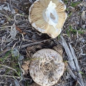 Unverified Cap on a stem; gills below cap [mushrooms or mushroom-like] at O'Malley, ACT - 27 Sep 2025 by Mike