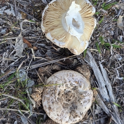 Unverified Cap on a stem; gills below cap [mushrooms or mushroom-like] at O'Malley, ACT - 27 Sep 2025 by Mike