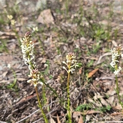 Stackhousia monogyna (Creamy Candles) at O'Malley, ACT - 27 Sep 2025 by Mike