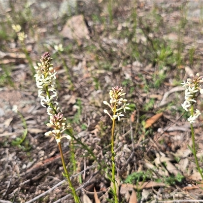 Stackhousia monogyna (Creamy Candles) at O'Malley, ACT - 27 Sep 2025 by Mike