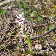 Wurmbea dioica subsp. dioica (Early Nancy) at O'Malley, ACT - 27 Sep 2025 by Mike