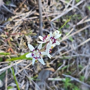 Wurmbea dioica subsp. dioica (Early Nancy) at O'Malley, ACT - 27 Sep 2025 by Mike