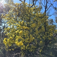 Acacia pravissima (Wedge-leaved Wattle, Ovens Wattle) at O'Malley, ACT - 27 Sep 2025 by Mike