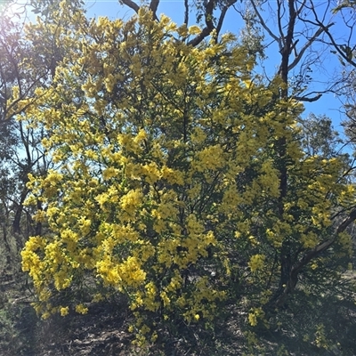 Acacia pravissima (Wedge-leaved Wattle, Ovens Wattle) at O'Malley, ACT - 27 Sep 2025 by Mike
