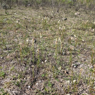 Stackhousia monogyna (Creamy Candles) at O'Malley, ACT - 27 Sep 2025 by Mike