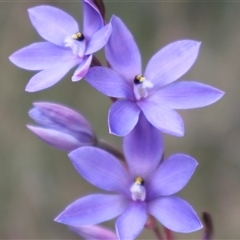 Thelymitra ixioides (Dotted Sun Orchid) at Vincentia, NSW - 27 Sep 2025 by Clarel