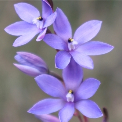 Thelymitra ixioides (Dotted Sun Orchid) at Vincentia, NSW - 27 Sep 2025 by Clarel