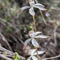 Caladenia ustulata (Brown Caps) at Denman Prospect, ACT - 27 Sep 2025 by Rebeccajgee