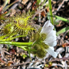 Drosera gunniana (Pale Sundew) at Whitlam, ACT - 27 Sep 2025 by sangio7
