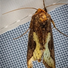 Thysanoplusia orichalcea (Soybean Looper) at East Lismore, NSW - 27 Sep 2025 by Watermelontree