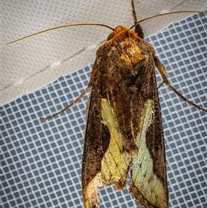 Thysanoplusia orichalcea (Soybean Looper) at East Lismore, NSW - 27 Sep 2025 by Watermelontree