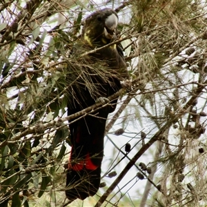 Calyptorhynchus lathami lathami (Glossy Black-Cockatoo) at Marulan, NSW - 24 Nov 2019 by GITM3