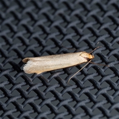 Philobota xiphostola (A Concealer moth (Philibota group) at Harrison, ACT - 25 Sep 2025 by DPRees125