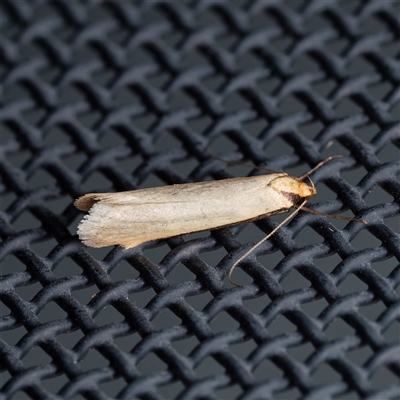 Philobota xiphostola (A Concealer moth (Philibota group) at Harrison, ACT - 25 Sep 2025 by DPRees125