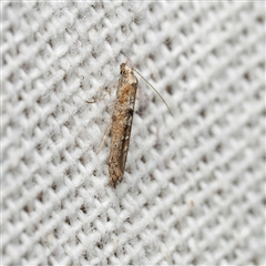 Epermenia exilis (Shark Moth (family Epermeniidae)) at Harrison, ACT - 25 Sep 2025 by DPRees125