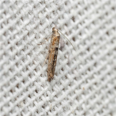 Epermenia exilis (Shark Moth (family Epermeniidae)) at Harrison, ACT - 25 Sep 2025 by DPRees125