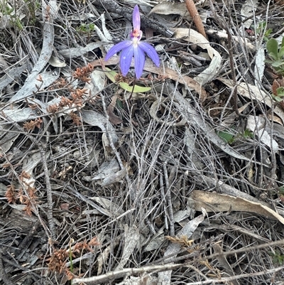 Caladenia caerulea (Blue Fingers, Blue Fairies) at Bungendore, NSW - 27 Sep 2025 by yellowboxwoodland