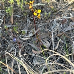 Diuris pardina (Leopard Doubletail) at Bungendore, NSW - 27 Sep 2025 by yellowboxwoodland
