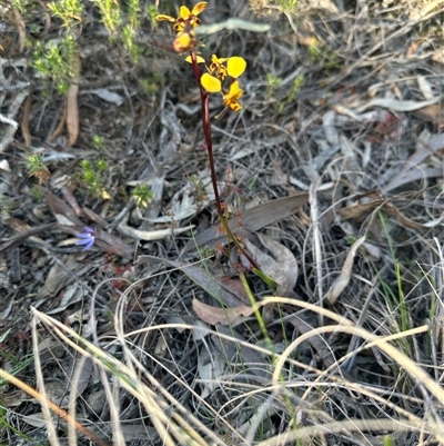 Diuris pardina (Leopard Doubletail) at Bungendore, NSW - 27 Sep 2025 by yellowboxwoodland