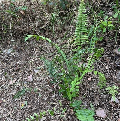 Pellaea falcata (Sickle Fern) at Kangaroo Valley, NSW - 27 Sep 2025 by lbradley