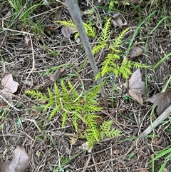 Pteris tremula (Tender Brake) at Kangaroo Valley, NSW - 27 Sep 2025 by lbradley