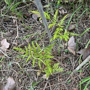 Pteris tremula (Tender Brake) at Kangaroo Valley, NSW - 27 Sep 2025 by lbradley