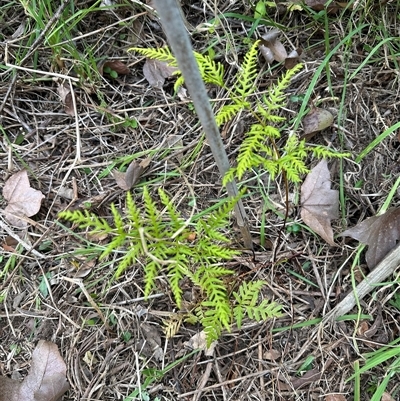 Pteris tremula (Tender Brake) at Kangaroo Valley, NSW - 27 Sep 2025 by lbradley