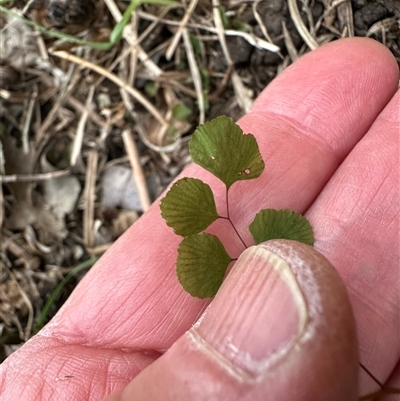 Adiantum aethiopicum (Common Maidenhair Fern) at Kangaroo Valley, NSW - 27 Sep 2025 by lbradley