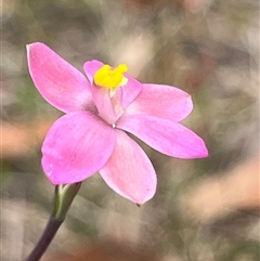 Thelymitra carnea (Tiny Sun Orchid) at Vincentia, NSW - 27 Sep 2025 by Clarel