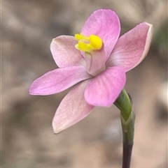 Thelymitra carnea at Vincentia, NSW - suppressed