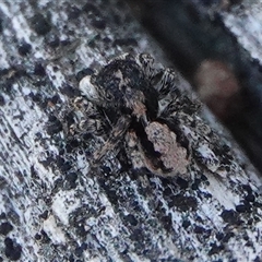 Salticidae (family) by Anna123