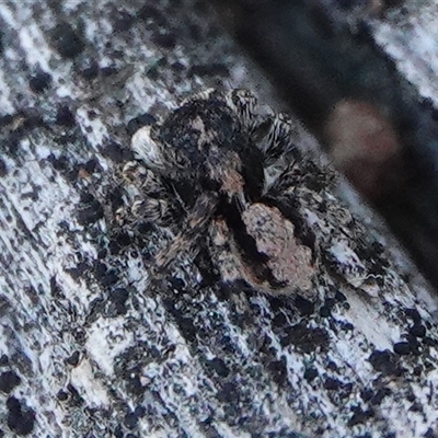 Salticidae (family) at  - suppressed by Anna123