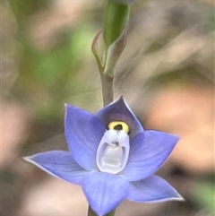 Thelymitra (genus) at Vincentia, NSW - 27 Sep 2025 by Clarel