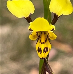 Diuris sulphurea (Tiger Orchid) at Vincentia, NSW - 27 Sep 2025 by Clarel
