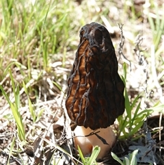 Morchella elata group (Morel) at Hall, ACT - 27 Sep 2025 by Anna123
