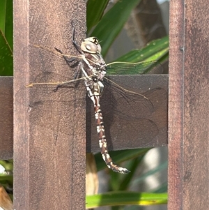 Adversaeschna brevistyla (Blue-spotted Hawker) at Saint James, WA - 27 Sep 2025 by mjon83
